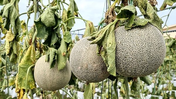 Prisoners replace migrant workers to plant Japanese rock melon, a win-win for all