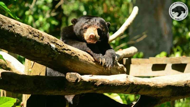 未接野生动物局指示 马来熊人猿保育中心不开放