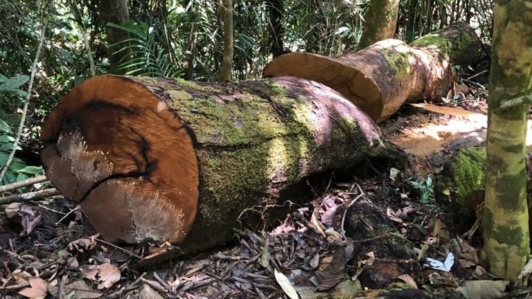 拉绍森林疑非法砍伐   登森林局起获10树桐