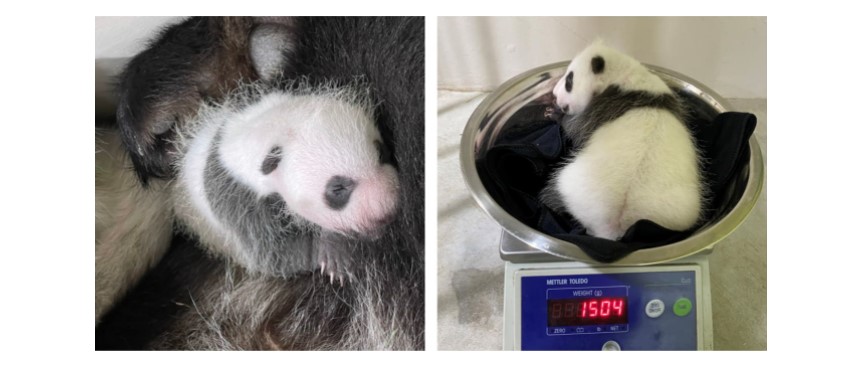 大熊猫宝宝满月 体重1504克