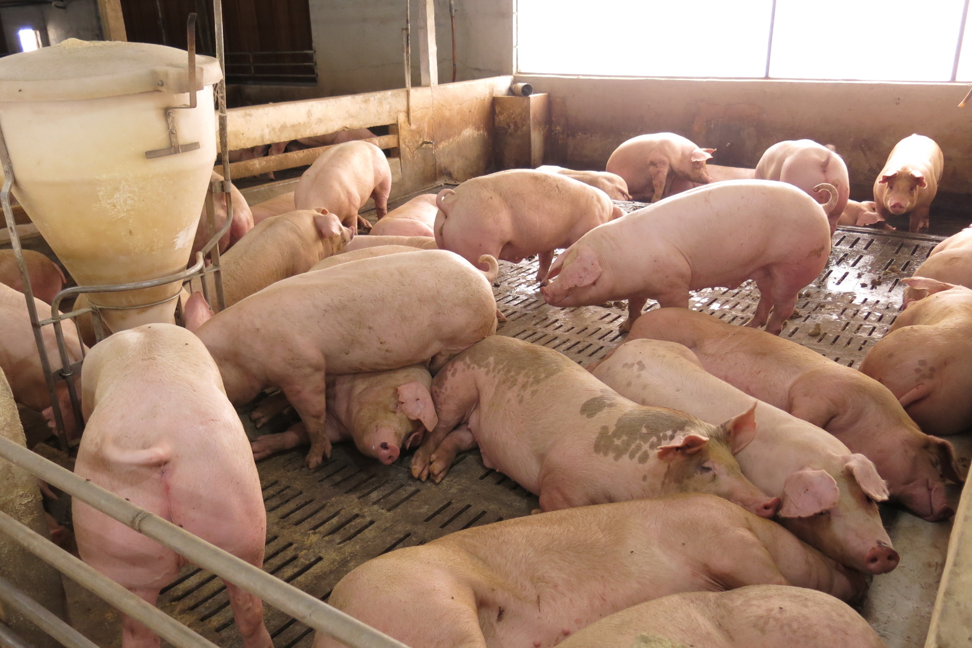 大霹雳时事焦点／市场低迷需求量大减 生猪价跌破成本猪农减产