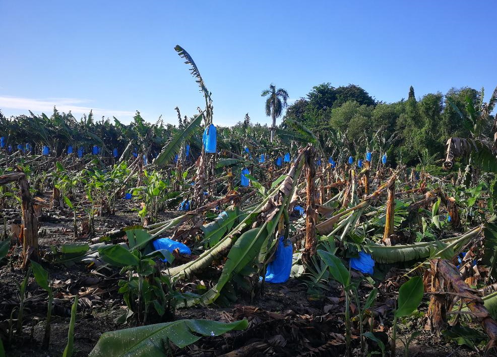 大霹雳时事焦点／狂风暴雨袭击树倒农作物毁 香蕉农被吹走20万