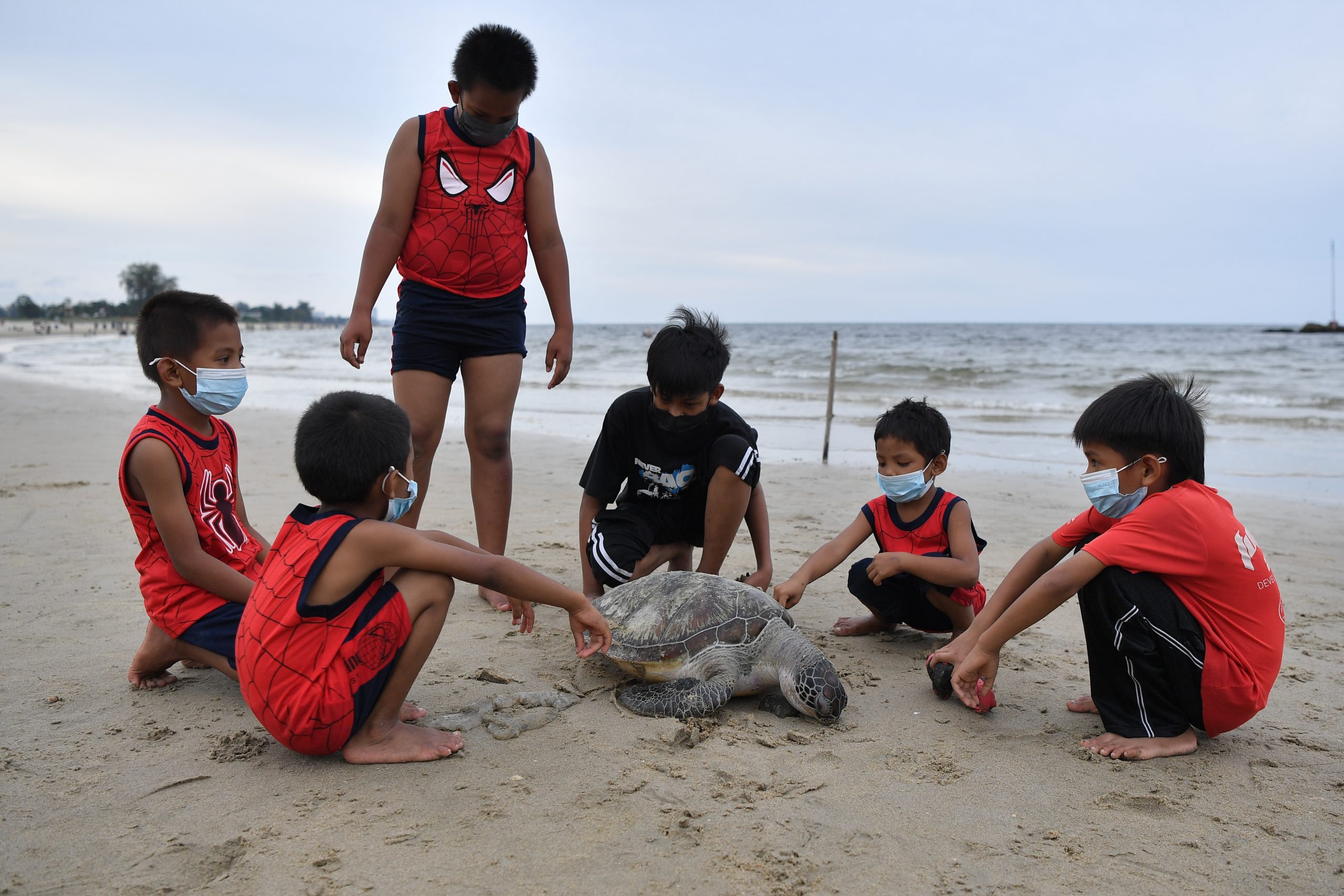 已签发 全国：一只的雌绿海龟（Penyu Agar）疑是被拖网困住致死，尸骸搁浅在贞德灵班达海滩。