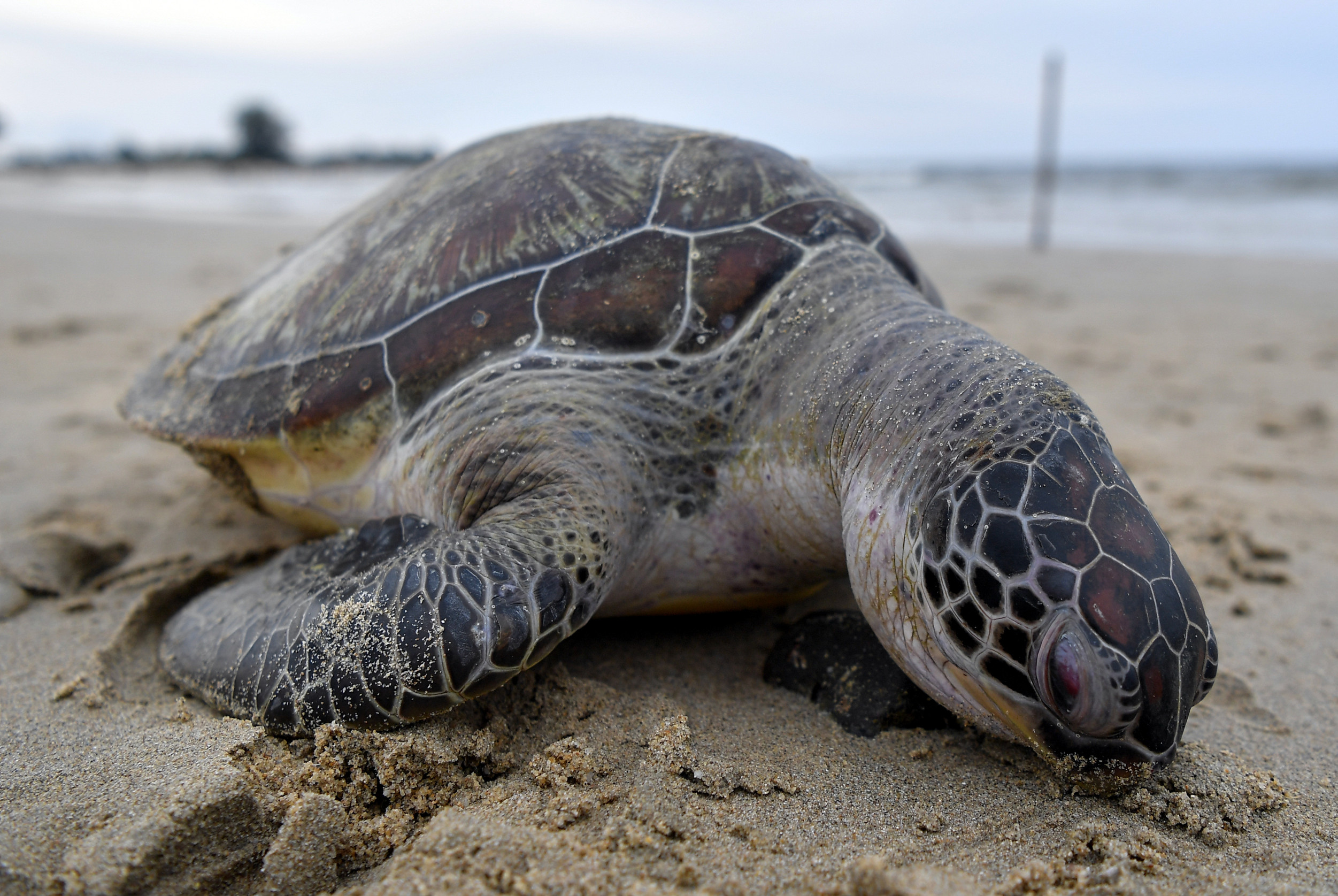已签发 全国：一只的雌绿海龟（Penyu Agar）疑是被拖网困住致死，尸骸搁浅在贞德灵班达海滩。