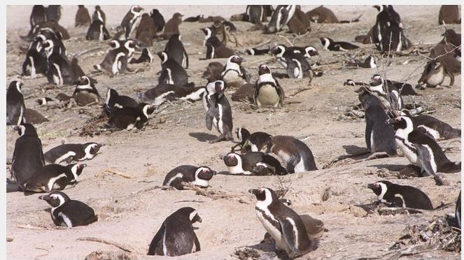 63只非洲企鹅离奇身亡 证遭蜜蜂螫叮所致