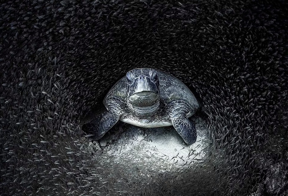 拼盘 海洋摄影大赛获奖作品揭露海洋垃圾之忧