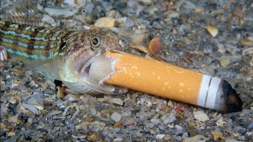 蜥蜴鱼食烟蒂 海马紧勾口罩     摄影奖揭海洋垃圾之忧