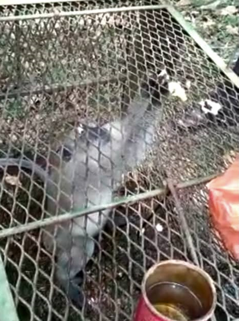 柔：【民生特工队】：柔野生动物保护局设陷阱捕扰民野猴