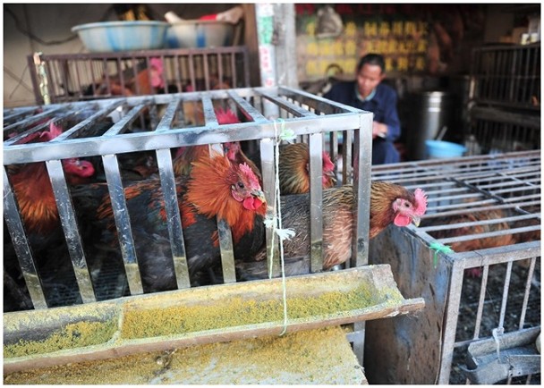 看世界）东莞53岁汉染H5N6禽流感 当局称属偶发个案