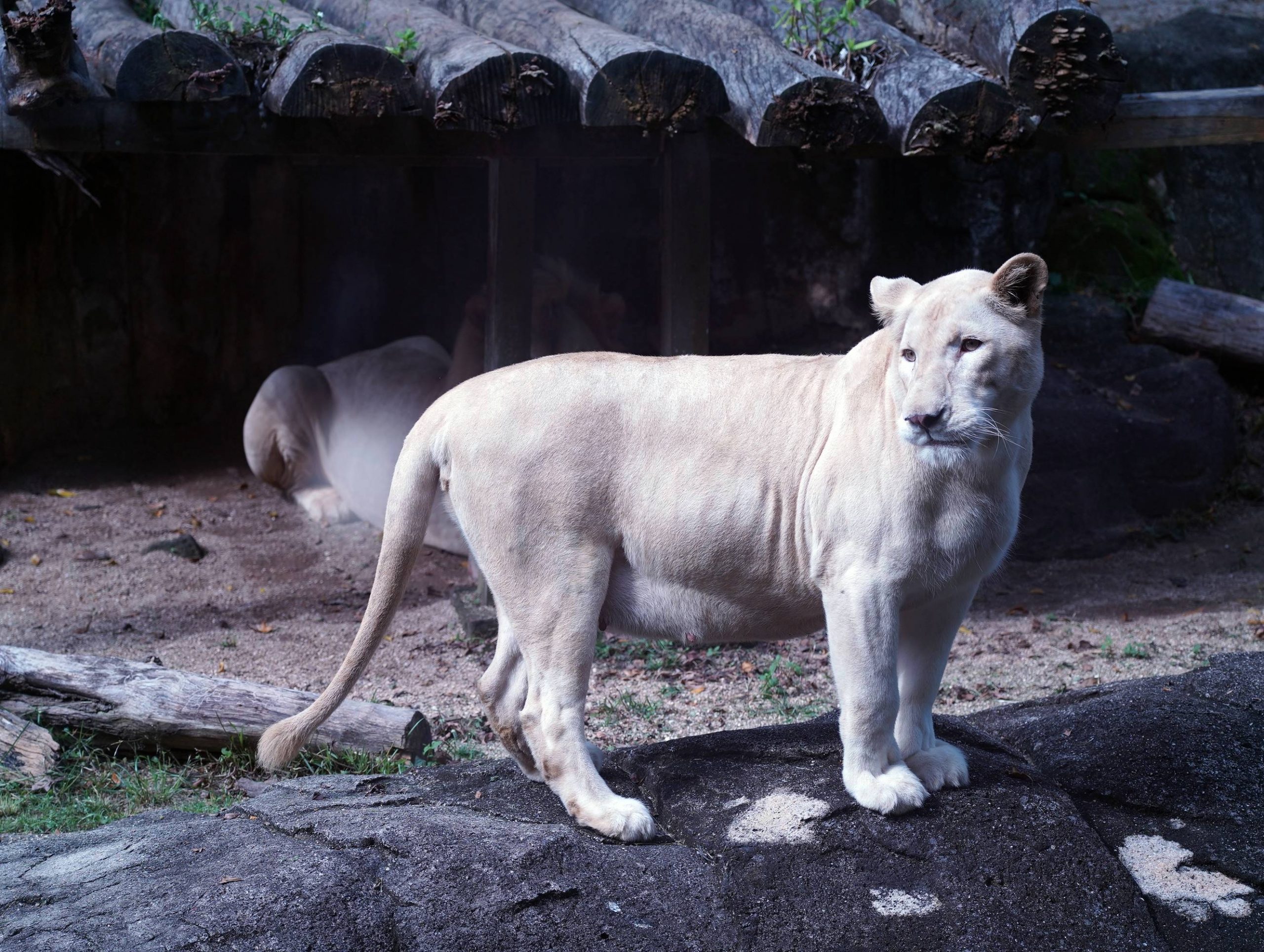 （古城封底副文）马六甲动物园成为亚洲首个诞下白手长臂猿双胞胎的动物园