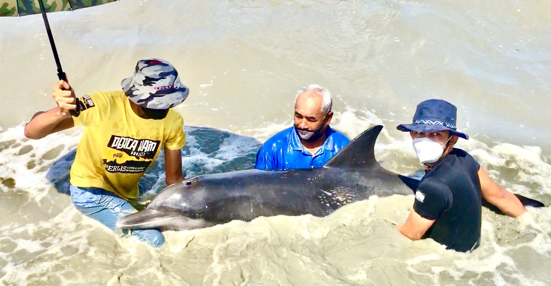 （大北马）玻州第4只海豚搁浅岸边，获施救引导回归大海