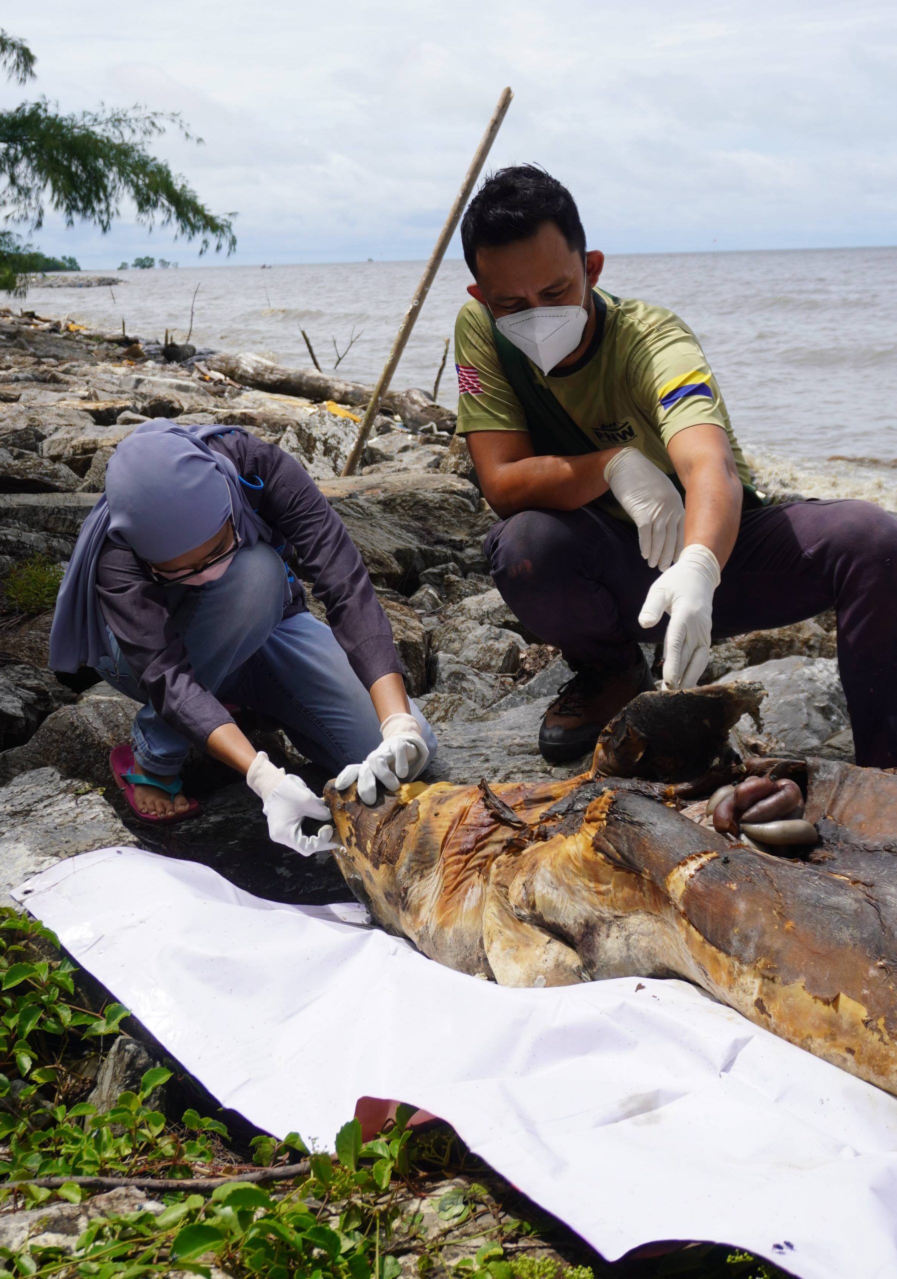 （大北马）玻港口海滩再发现海豚尸，PNW搜资料取样交MareCet研究