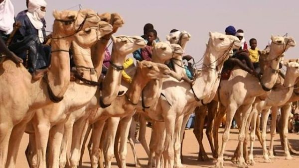 Sahara camel race glory brings boy jockey big dreams for his future