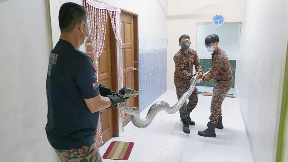 匿藏住家横梁 重19公斤大蟒蛇被活擒