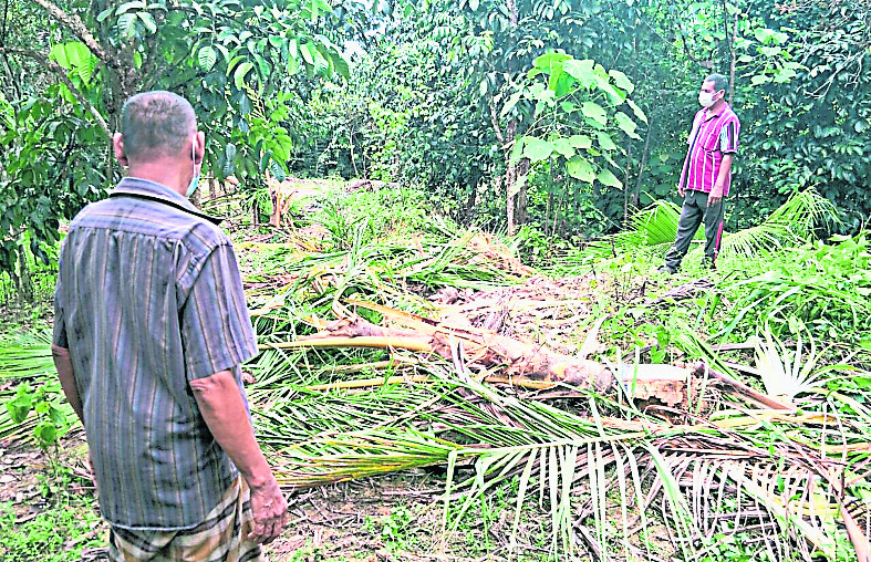 东04：过去两个月，3头野象闯入话望生县甘榜双溪巴尤巴鲁的农场，造成价值20万令吉的农作物被破坏。