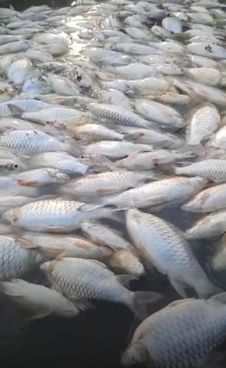东：300条吉利鱼集体死亡，业者损失惨重