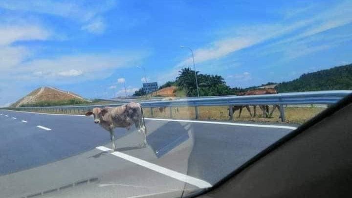 牛群出没中枢大道 驾驶者须小心