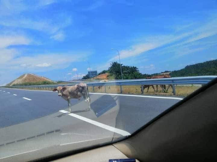 东：中枢大道有牛群出没，驾驶人士须小心注意安全