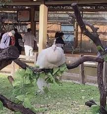 中国景区“孔雀绑树上”供观赏 网怒轰：把出主意的绑上去