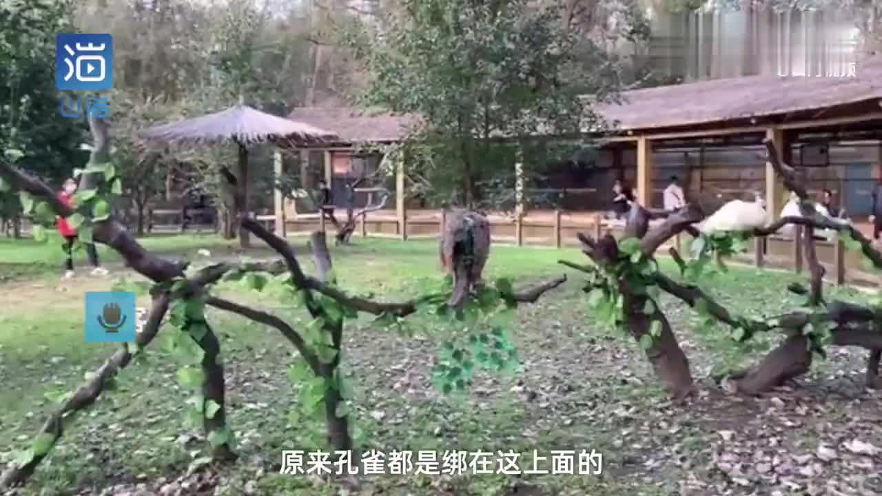中国景区“孔雀绑树上”供观赏 网怒轰：把出主意的绑上去