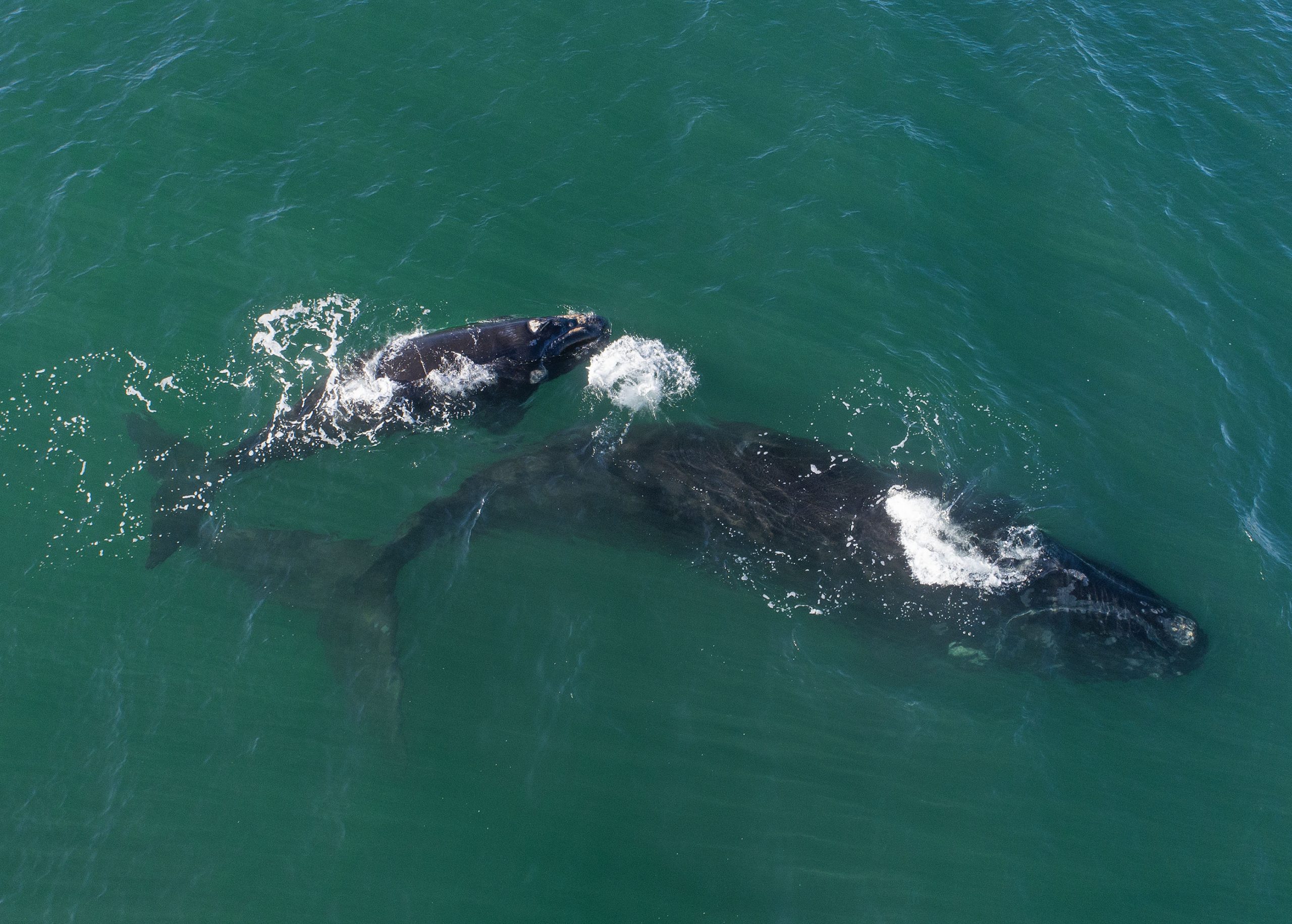 企鹅鲸鱼齐聚南非开普敦 近距离观赏濒危海洋生物