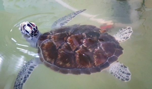 每千只海龟仅有1个“生还者”！船只螺旋桨、渔网、塑料成“海龟三大杀手”