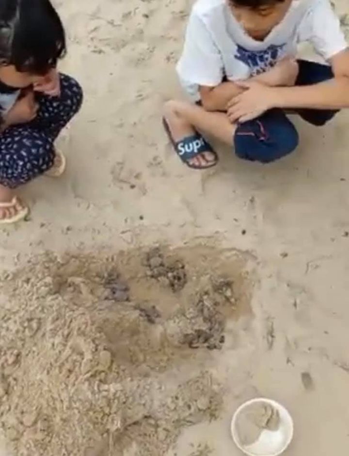 供fb：波德申海滩戏水有惊喜！游客有幸见证小海龟诞生