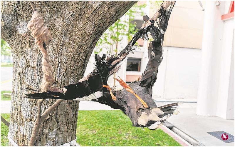 八哥遭人恶搞用浆糊粘树上 新加坡动物组织寻知情者