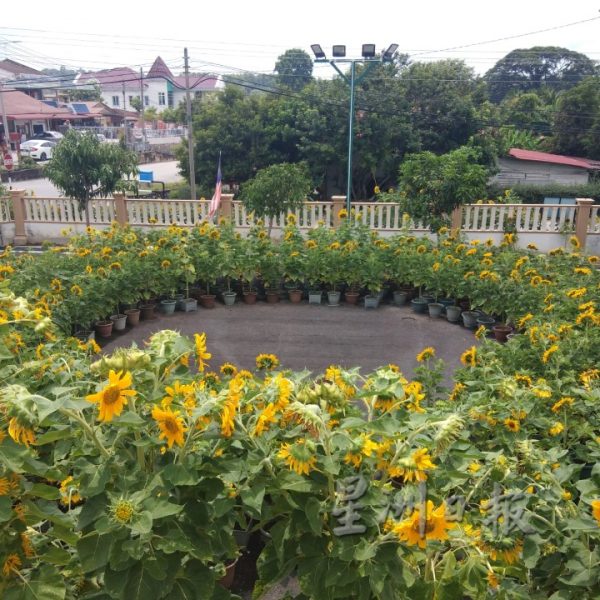 向日葵“开花成串”，万茂新村花海有惊喜