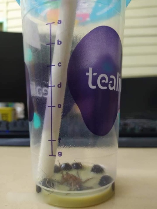 喝完奶茶发现杯里有3寸死蟑螂  Tealive：设专案小组调查