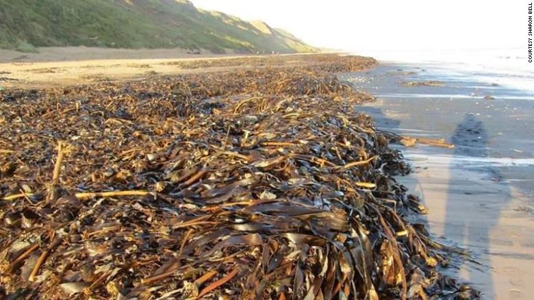 场面惊人！数千海洋生物尸体被冲上英国海滩