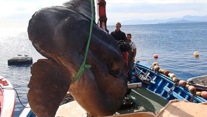 大海怪现身 2000公斤曼波鱼被捕 渔民放它回海里
