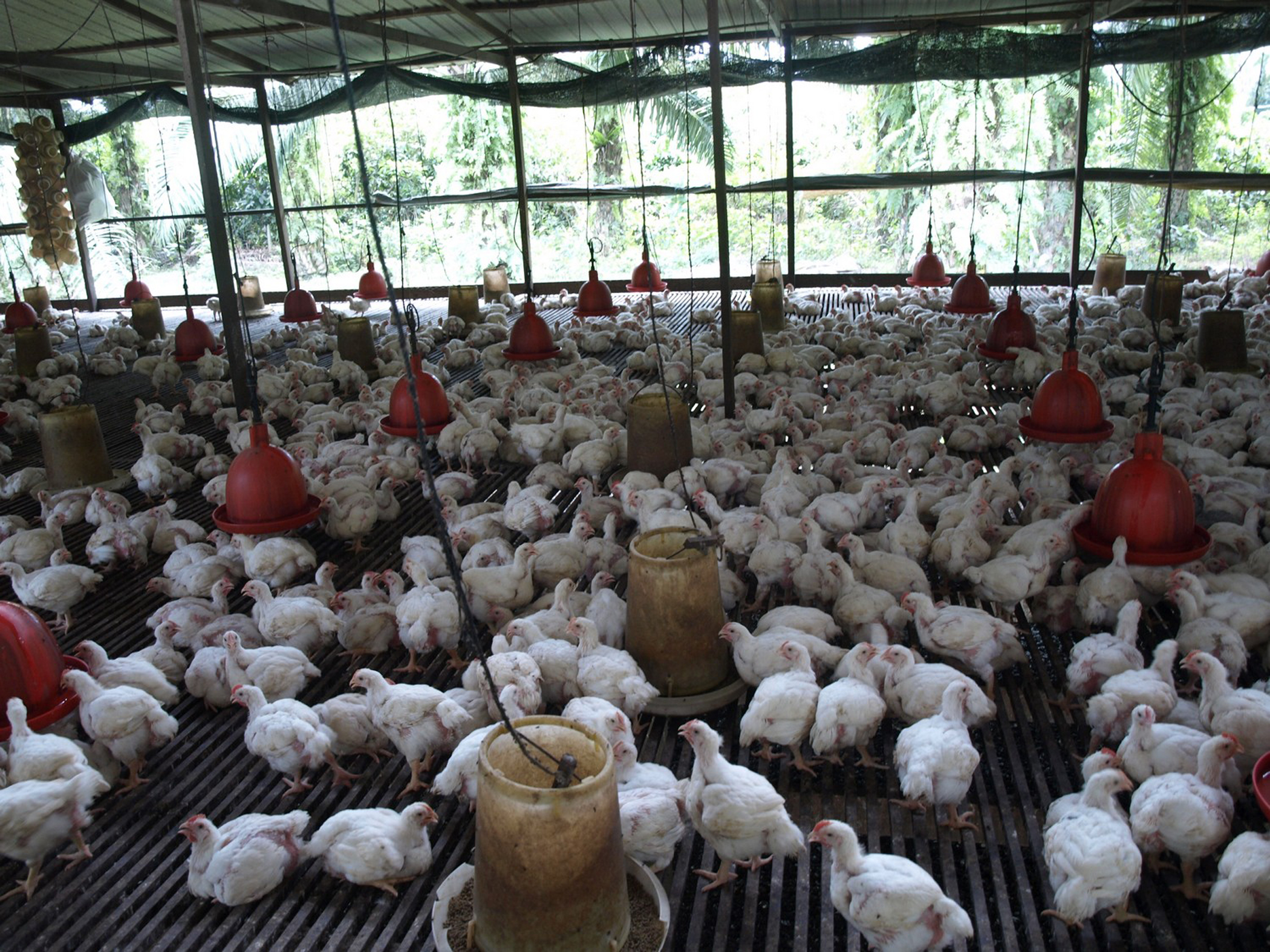 大霹雳时事焦点／农场鸡难养缺供  肉鸡未够重 推出卖