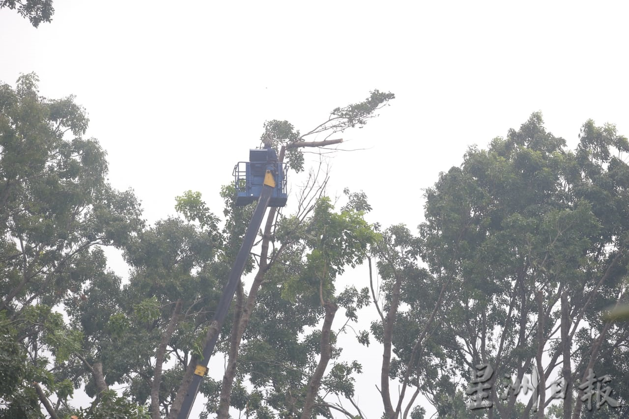 大霹雳时事焦点／怡市厅拨40万雨季前赶工 高风险区修大树枝桠