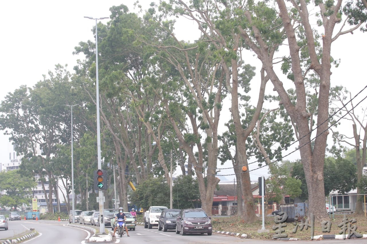 大霹雳时事焦点／怡市厅拨40万雨季前赶工 高风险区修大树枝桠