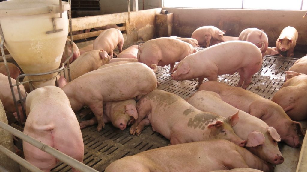 阿克马：不会在明年1月1日落实 现代化养猪场生效日尚待决定