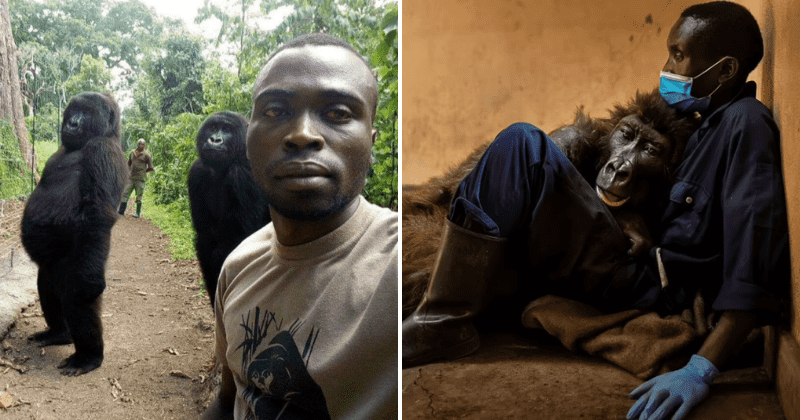 拚图) 刚果网红自拍大猩猩在世14年 保育员怀中病逝