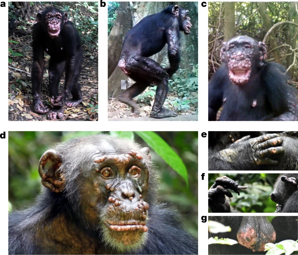 拚图）全球首例黑猩猩染麻疯病　脸长肉芽手足溃烂