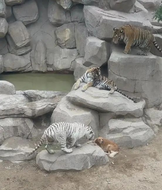 拼盘2图／拉布拉多于猛兽区休息　动物园：老虎由狗带大