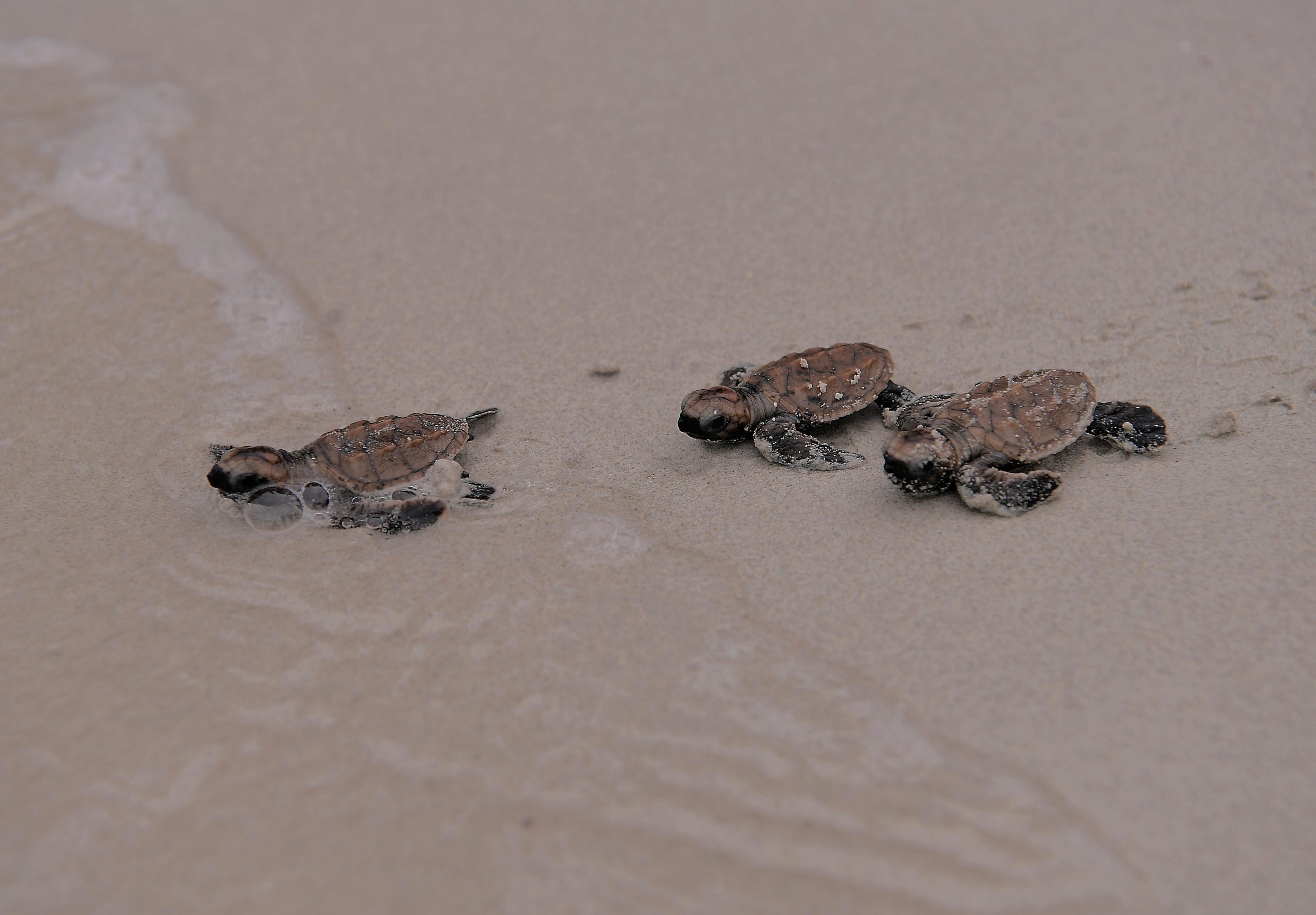 *未签发*全国：新闻：明年丰盛港海岛收集2万颗海龟蛋，柔州政府拨款20万令吉作海龟保育用途