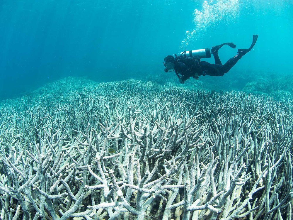 看世界5 10年内全球14%珊瑚死亡 气候暖化水温上升为元凶