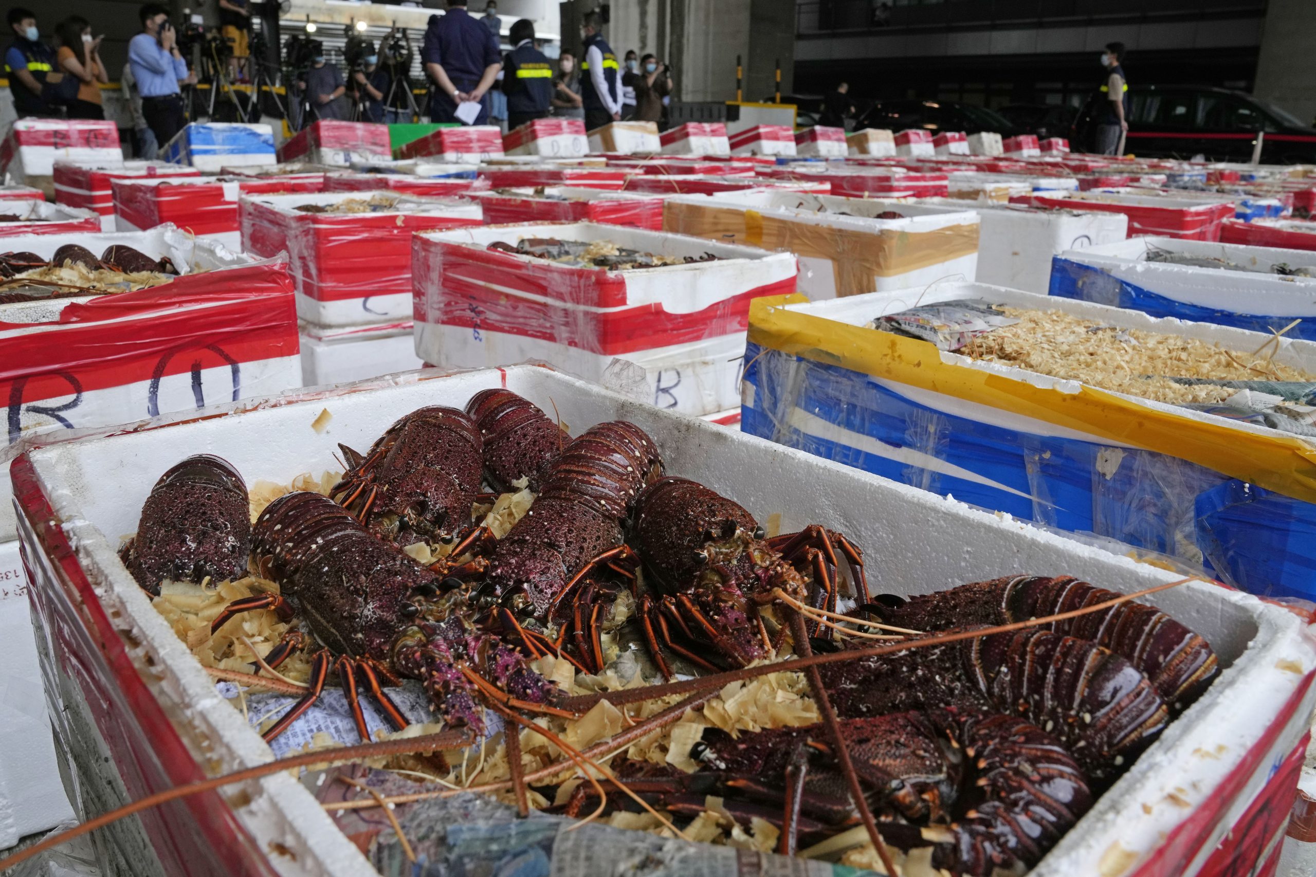 看世界／香港海关发现228吨未申报澳洲龙虾　涉1.8亿港元捕7人