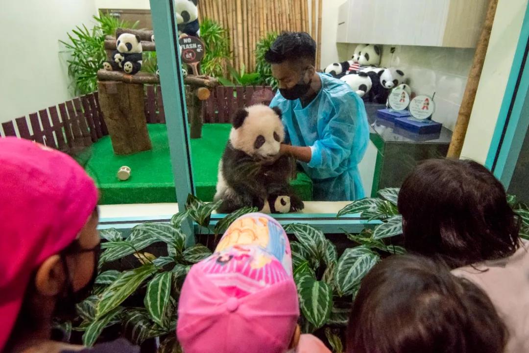 第三只熊猫宝宝首次公开亮相