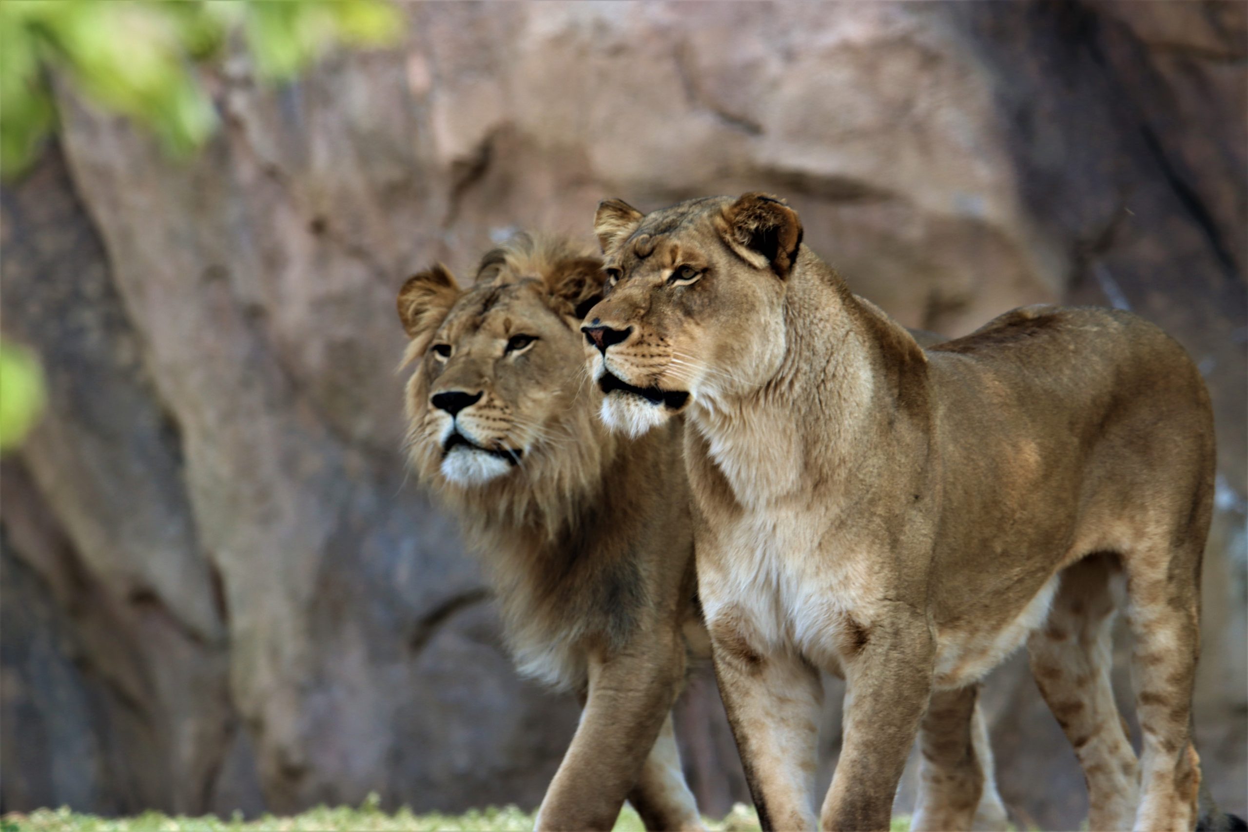  美国丹佛动物园11只狮子感染冠病 