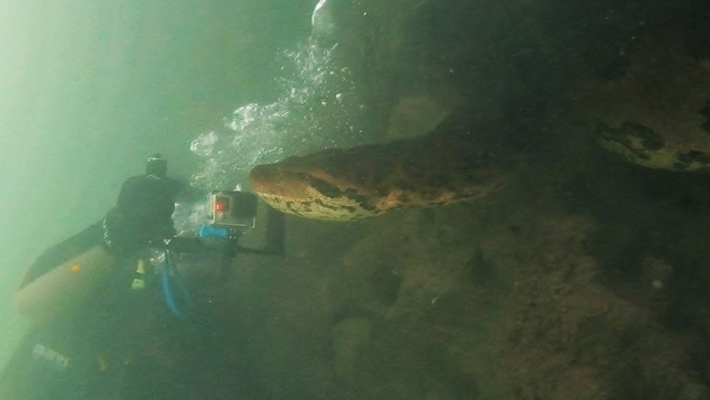 美国潜水员惊遇「7公尺世界级巨蟒」　史前生物对镜头伸脷卖萌