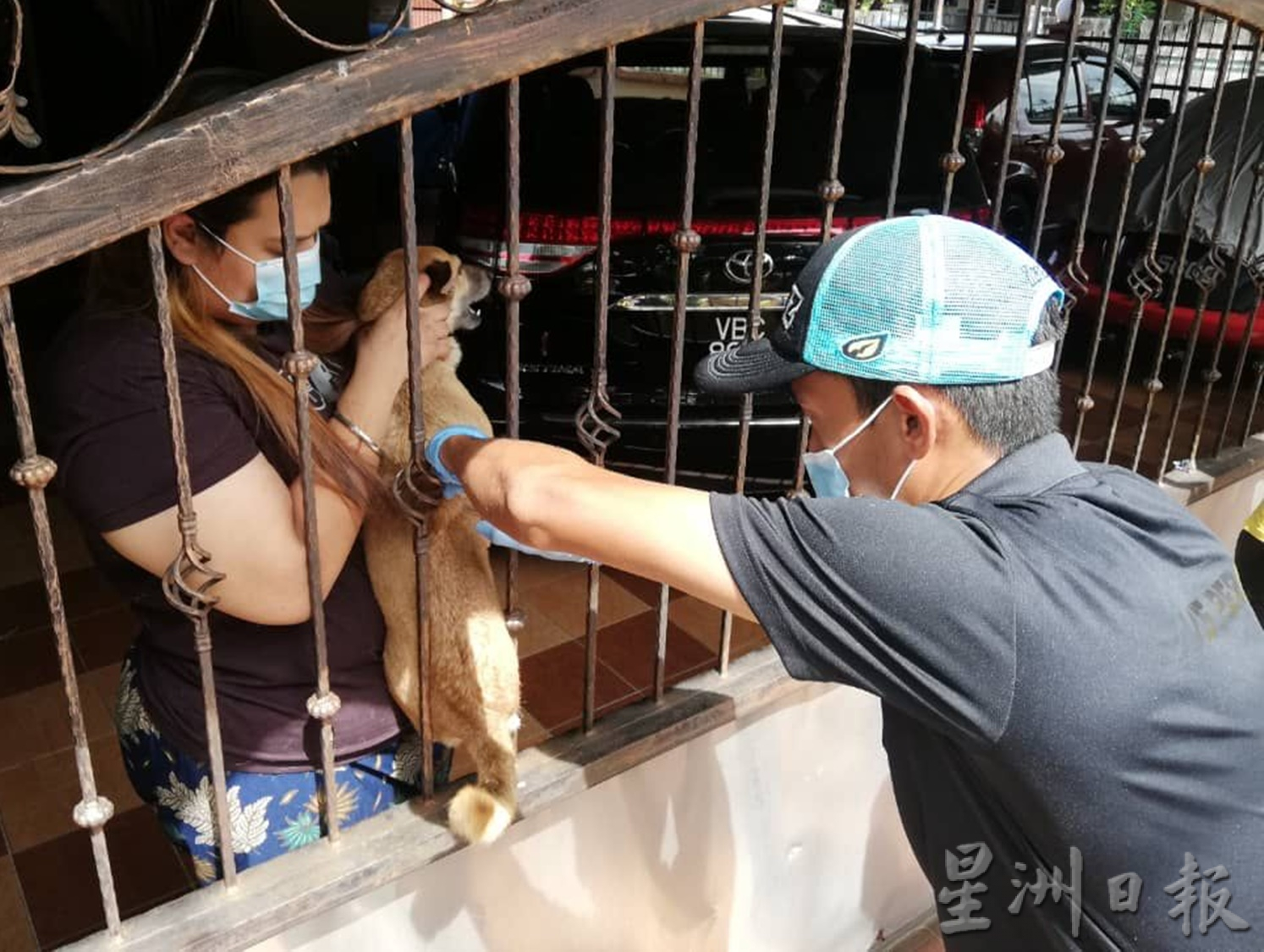 霹：兽医局在太平4区展开家犬接种行动