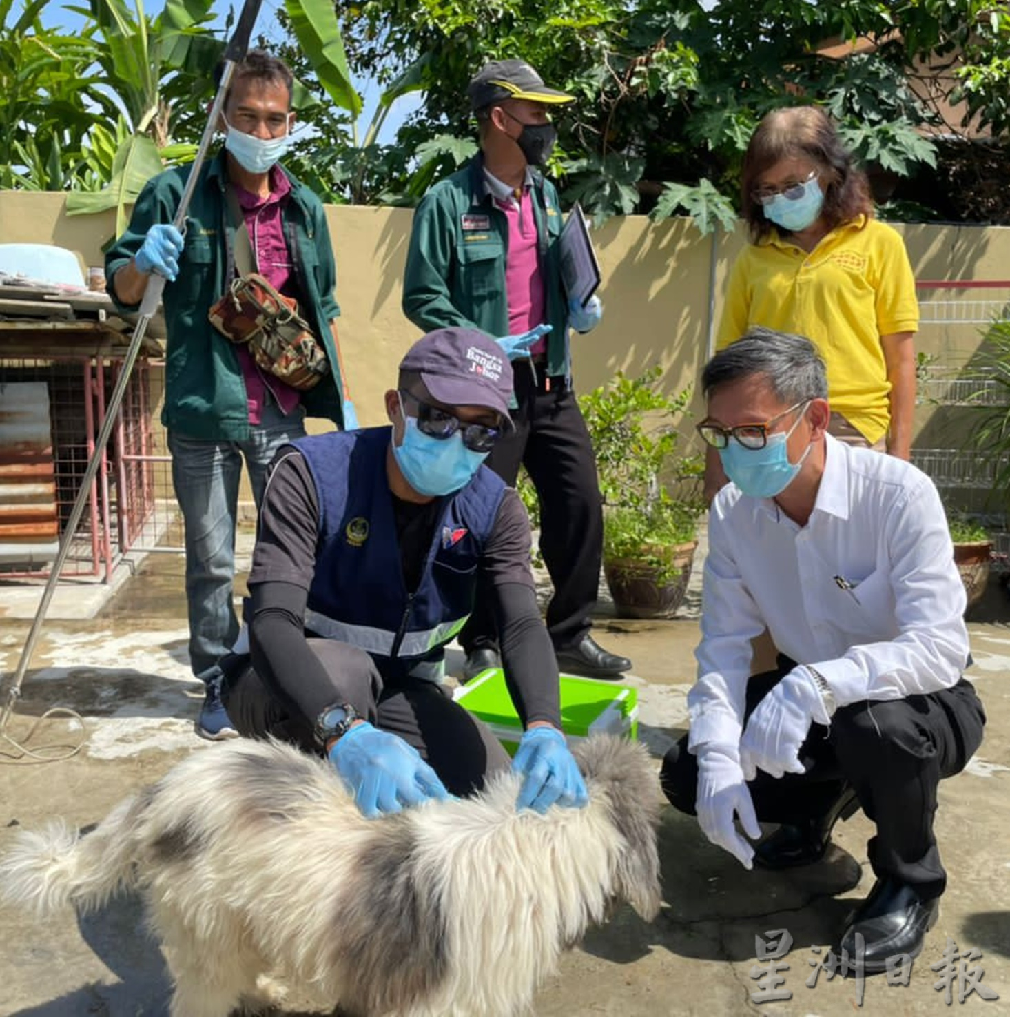 霹：兽医局在太平4区展开家犬接种行动