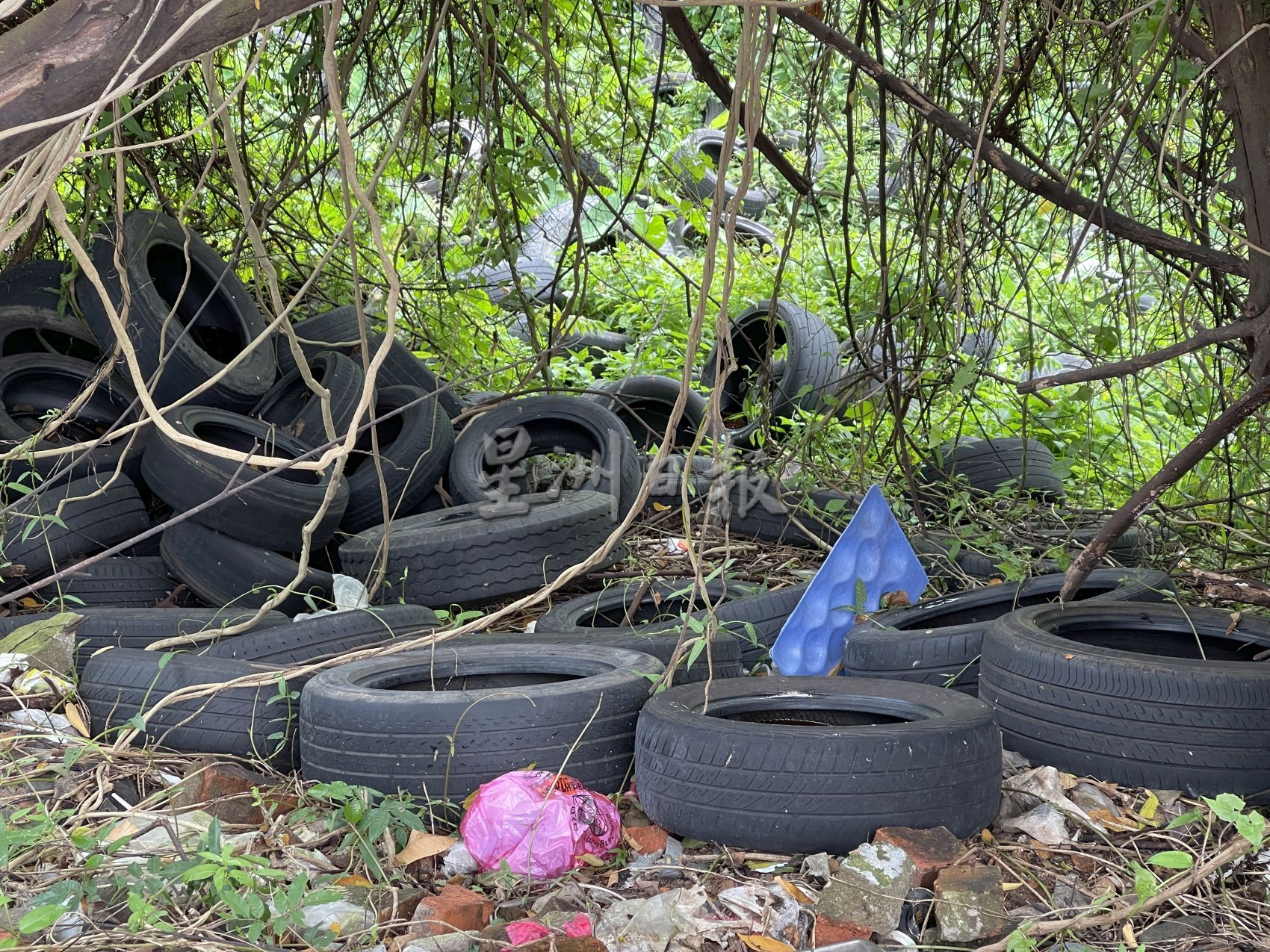 （古城第二版主文）数百条废置轮胎积水养蚊，卫生程度恶劣