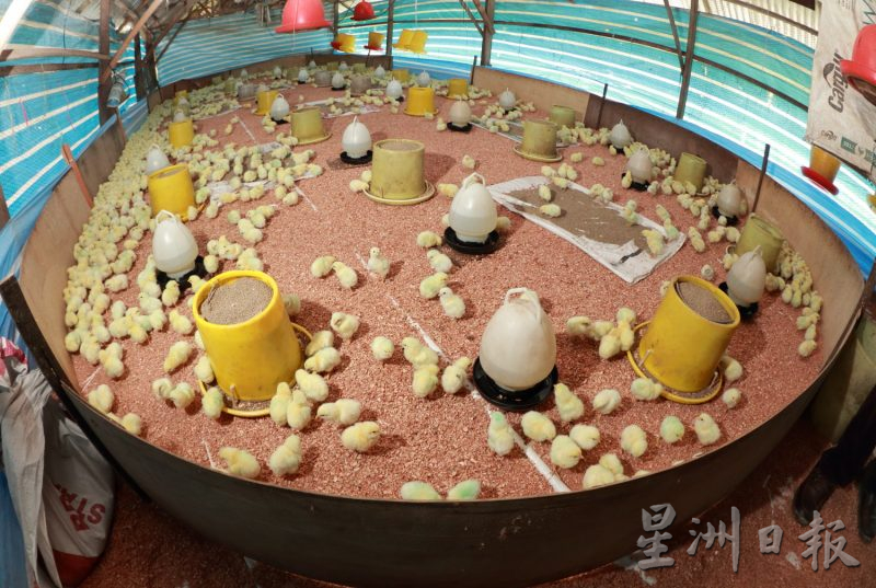 东：​关丹禽畜业公会文告，饲料和小鸡也涨价，养鸡业者陷困境。