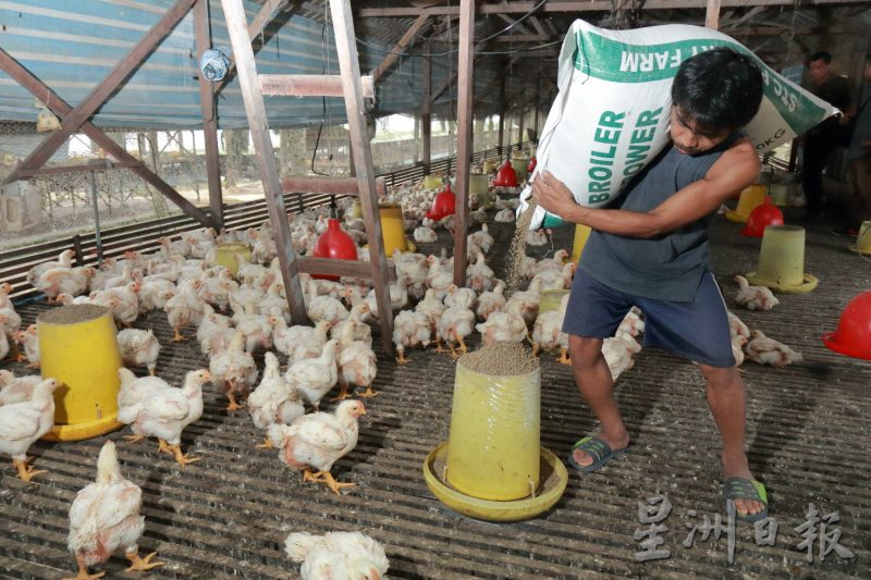 东：​关丹禽畜业公会文告，饲料和小鸡也涨价，养鸡业者陷困境。